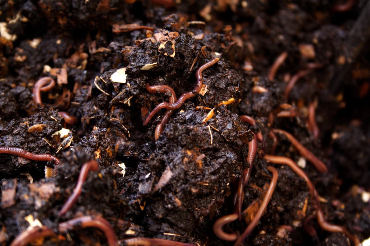Vermicompost: A Natural and Sustainable Fertilizer